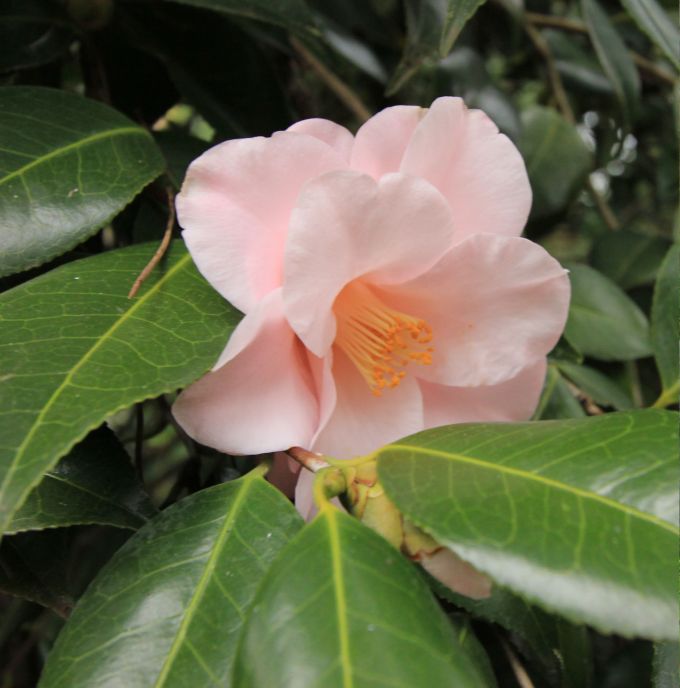 square_fratus_giardinifilosofici_ninfa_8