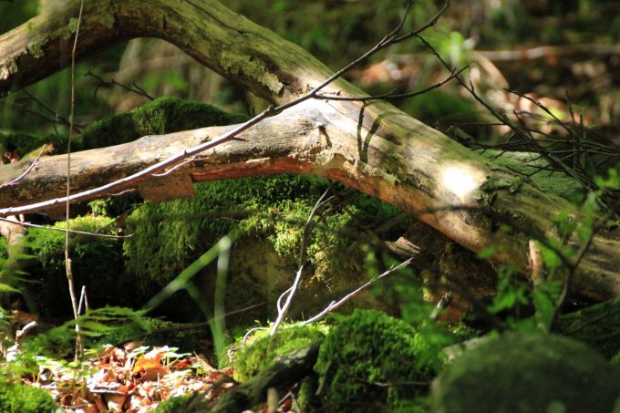 arborgrammaticus_fratus_redux