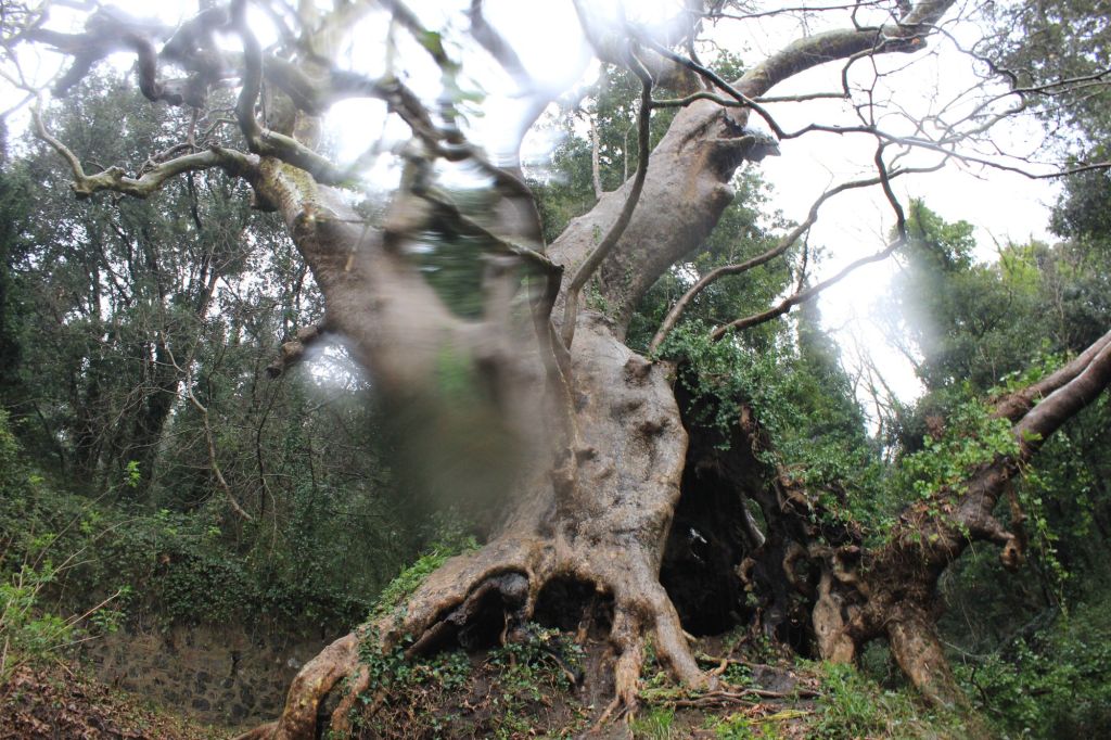 Il platano caverna di&nbsp;Curinga