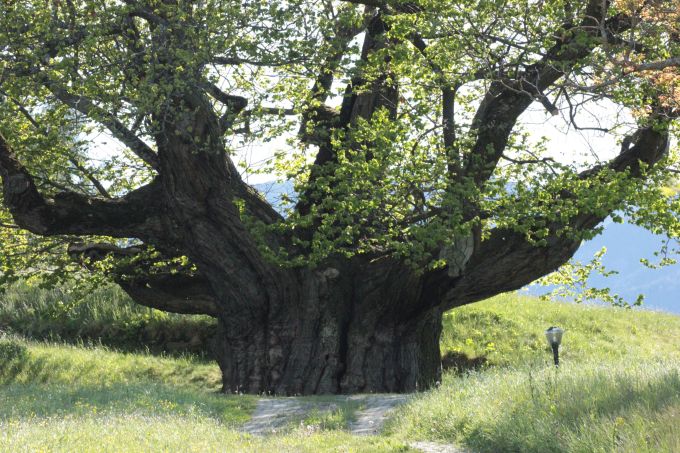 fratus_lusenegg_2016_a