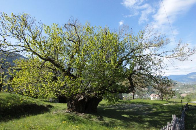 fratus_lusenegg_2016_b