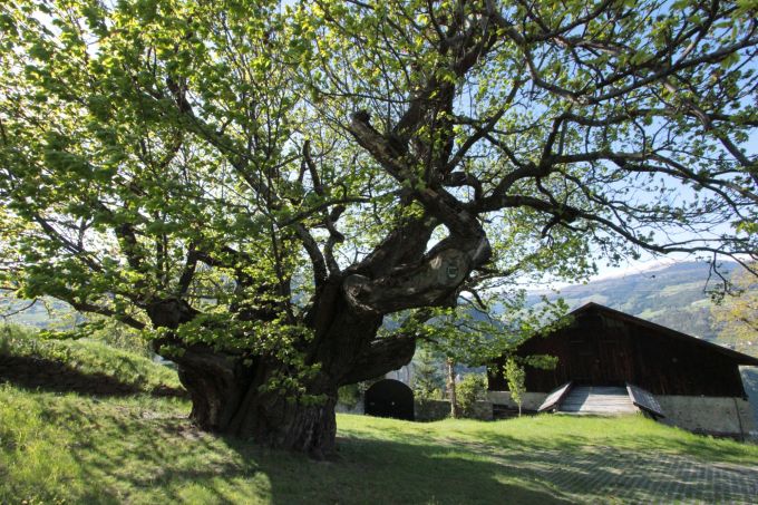 fratus_lusenegg_2016_c