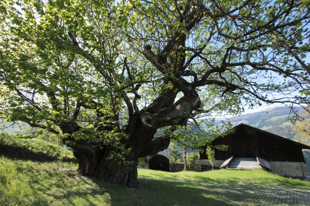 Il castagno di Lusenegg, tesoro nella terra dei&nbsp;masi