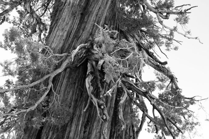 hr_fratus_california_juniperus_olmsteadpoint_2_redux