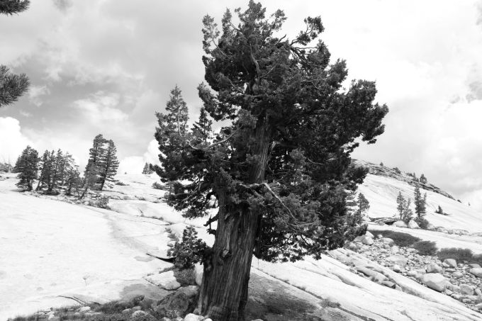hr_fratus_california_juniperus_olmsteadpoint_4_redux