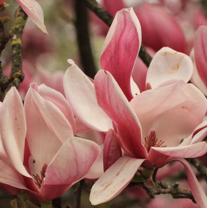 square_fratus_giardinifilosofici_caserta_20