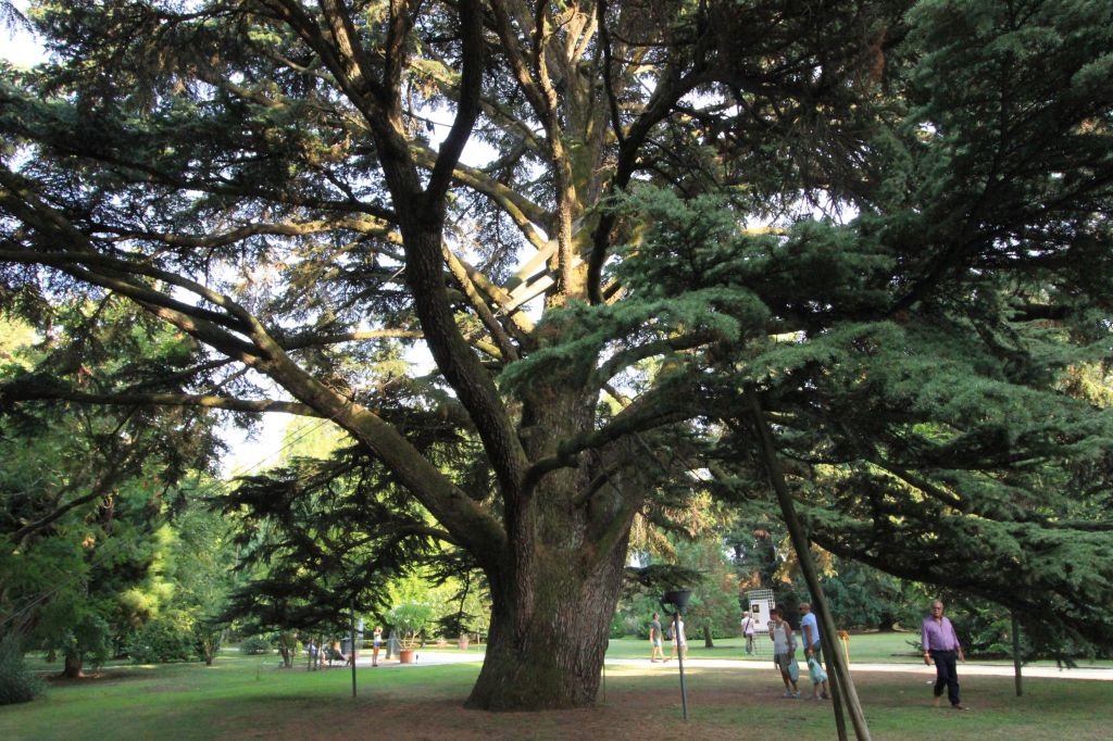Il maestoso cedro del Libano dell’Orto botanico di&nbsp;Lucca
