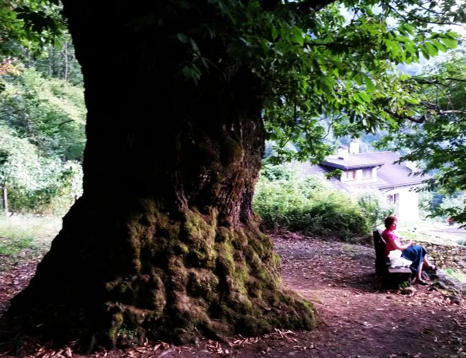 crodo_castagno_fratus