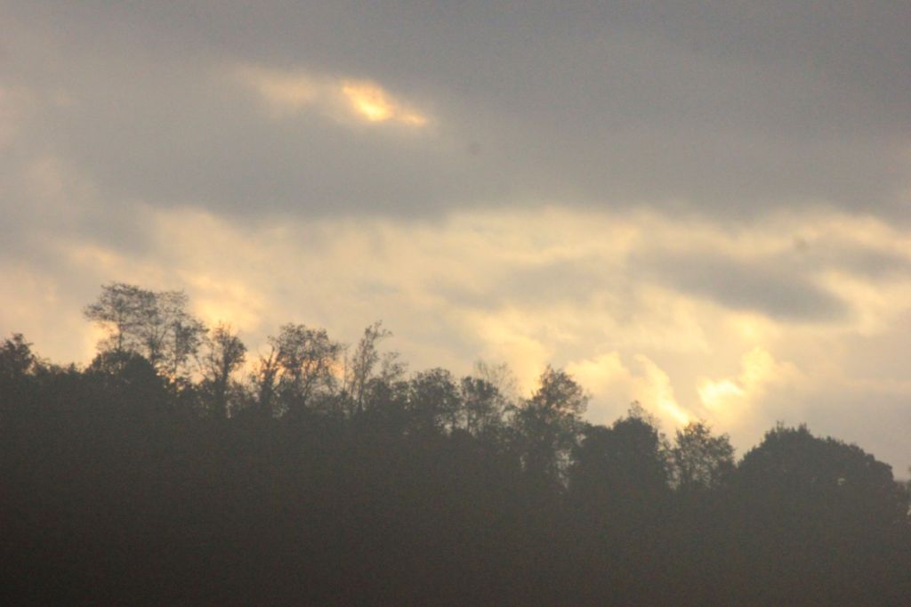 Prossimi due atti di dendrosofia a Palermo ed&nbsp;Altamura