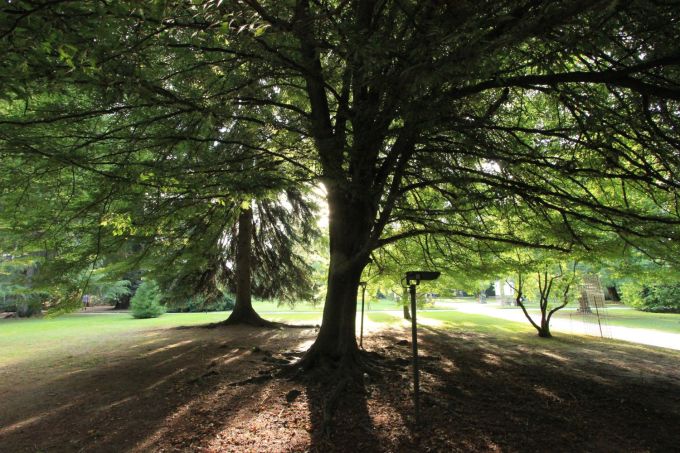 ortobotanicolucca_fratus_1