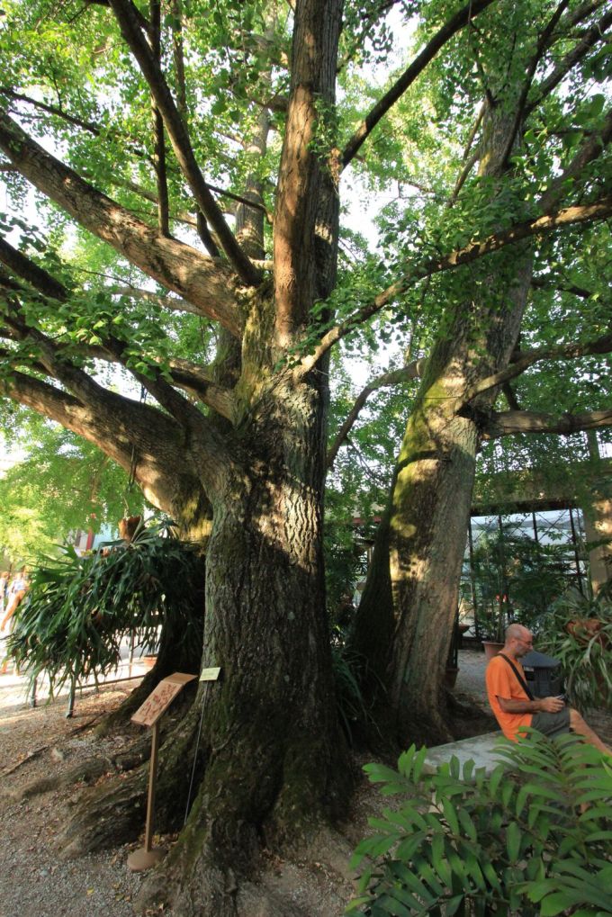 ortobotanicolucca_fratus_2