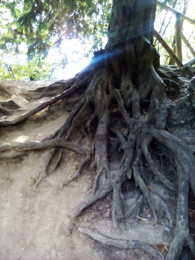 treviso_alberi_fratus