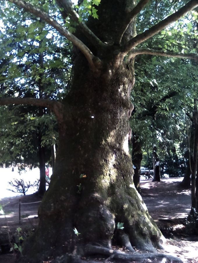 treviso_alberi_fratus_2