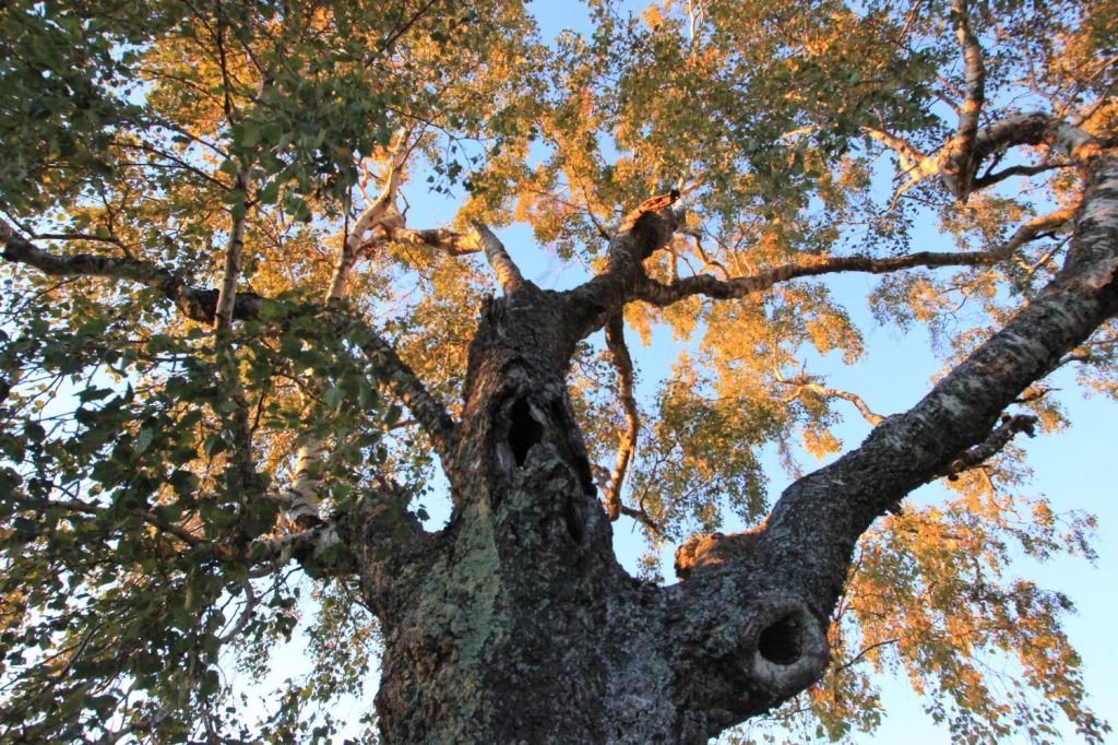 Valsassina: il valzer delle betulle&nbsp;roteanti