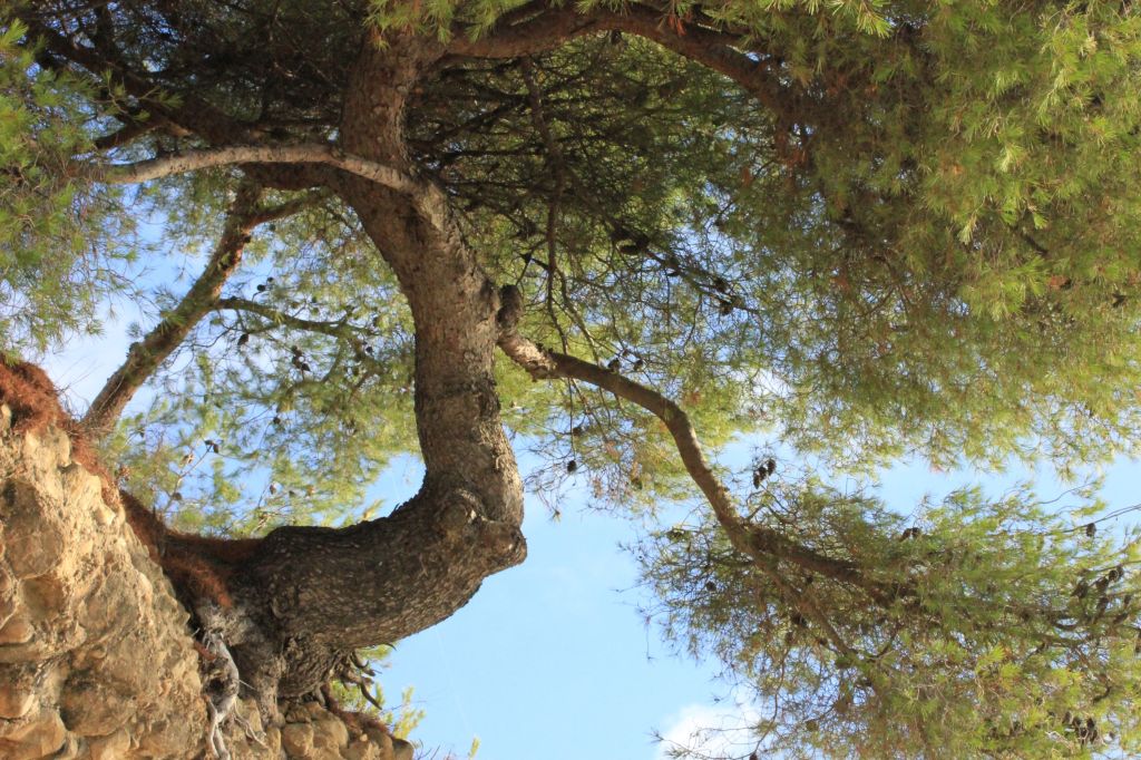 Il pino tuffatore di Arma di&nbsp;Taggia