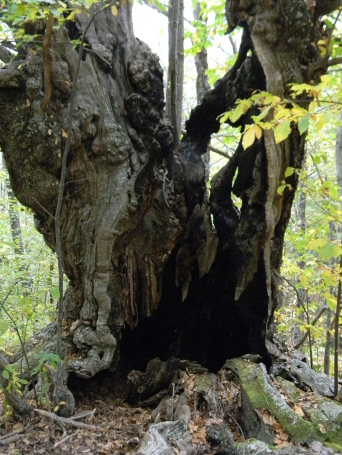 grou_fratus_labocca_1_redux