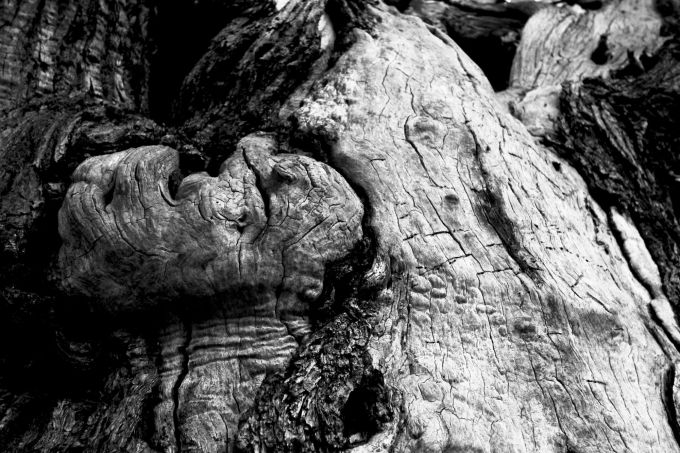 ilmaestrodiburri_fratus_2015_redux