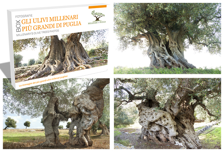 Ulivi millenari di Puglia