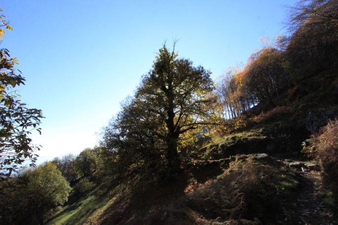 fratus_vallemina_2016