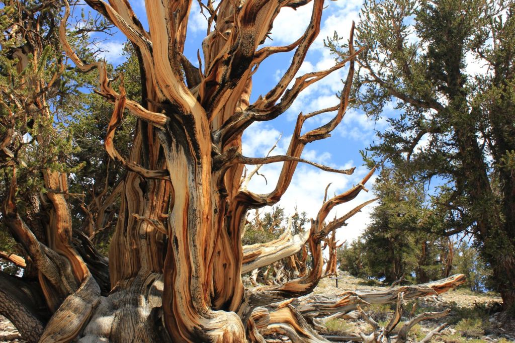 Il pellegrino contemporeneo desidera essere discepolo dello&nbsp;psichiatra