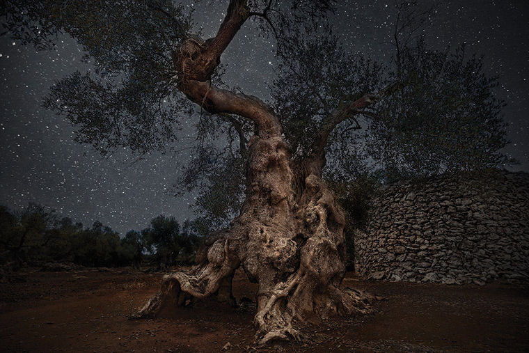 °Arborea°: i grandi alberi di Federica Galli e Beth Moon al MUSE di&nbsp;Trento