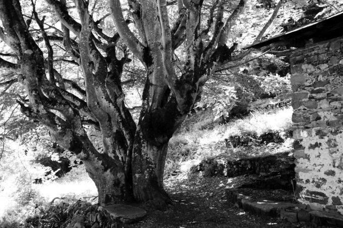 fagus_fratus_2015-redux