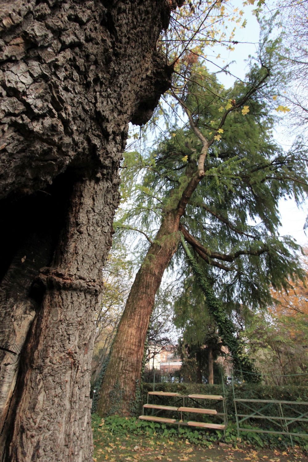 °Gli ospiti ultrasecolari dell’Hortus di&nbsp;Bologna°
