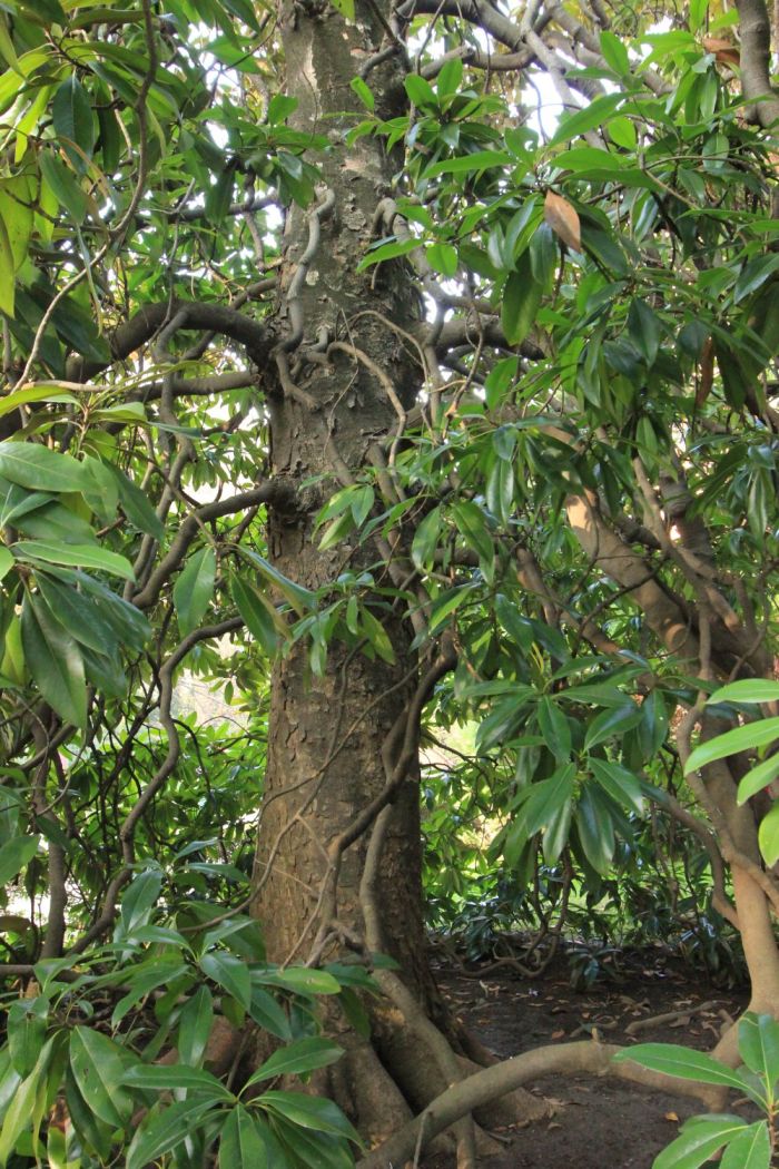 fratus_ortobotanicobologna_2016_b_redux