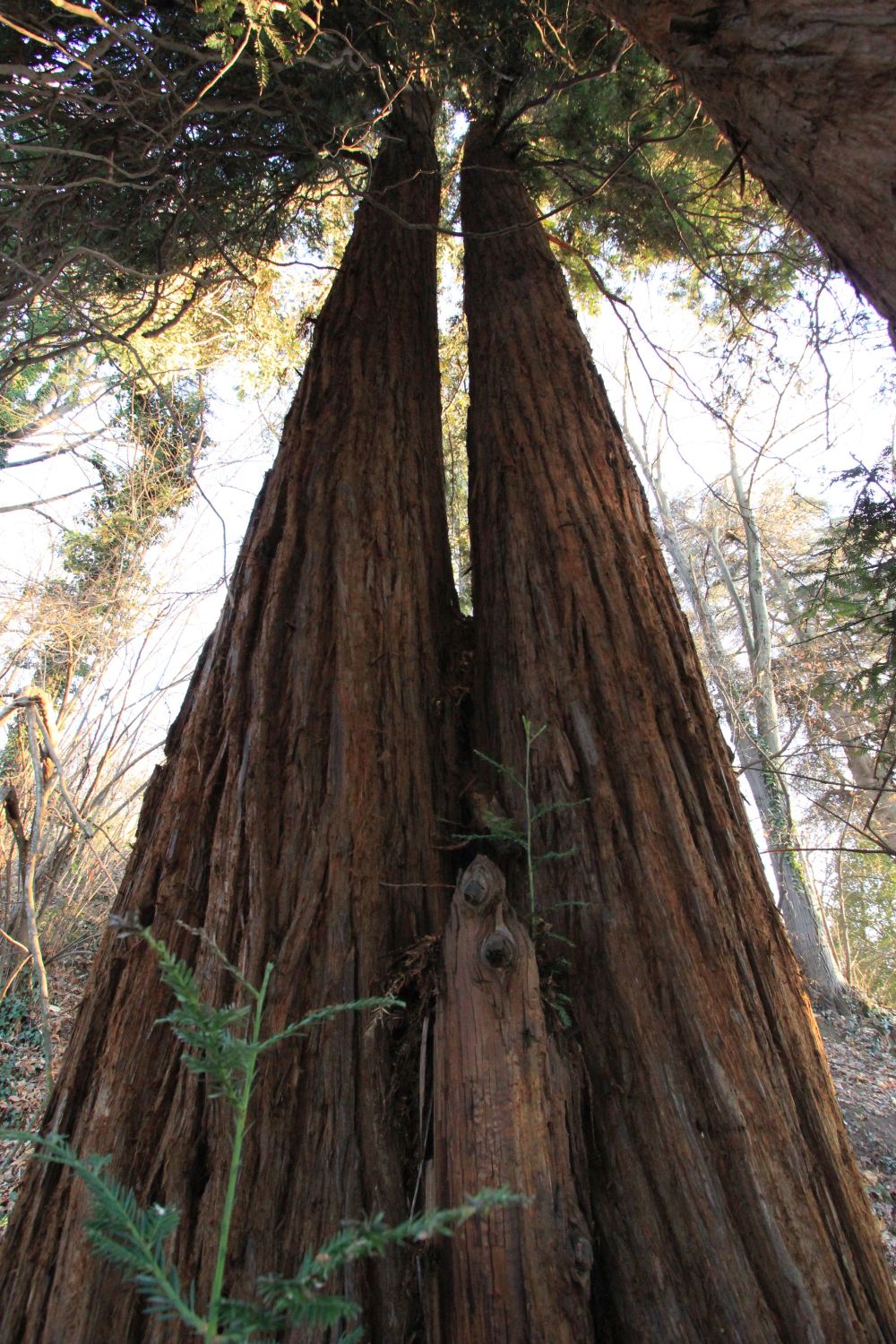 Veglia tra le sequoie-isola sognando la&nbsp;California