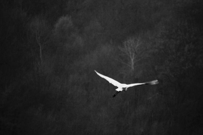 fratus_aironebianco_2017_a_redux