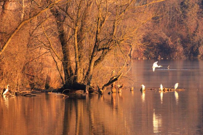 fratus_aironebianco_2017_b_redux