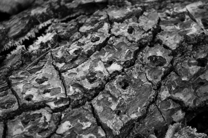 fratus_corteccia_2017_a_redux