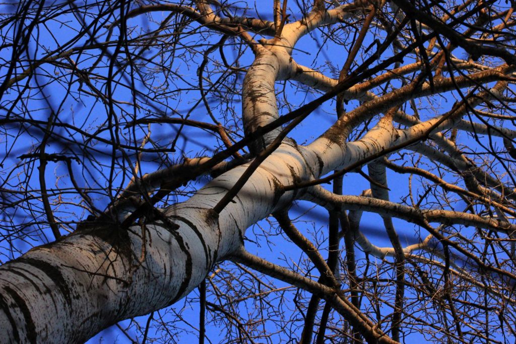Icaro non è una proiezione, è una&nbsp;radice