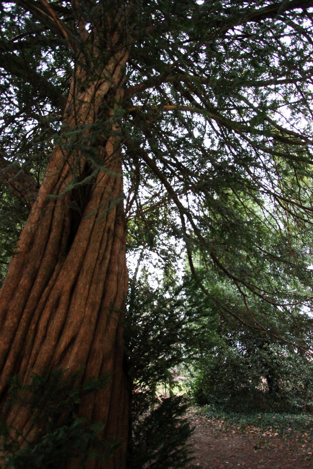 Il tasso corde-di-nave del Castello di&nbsp;Miradolo