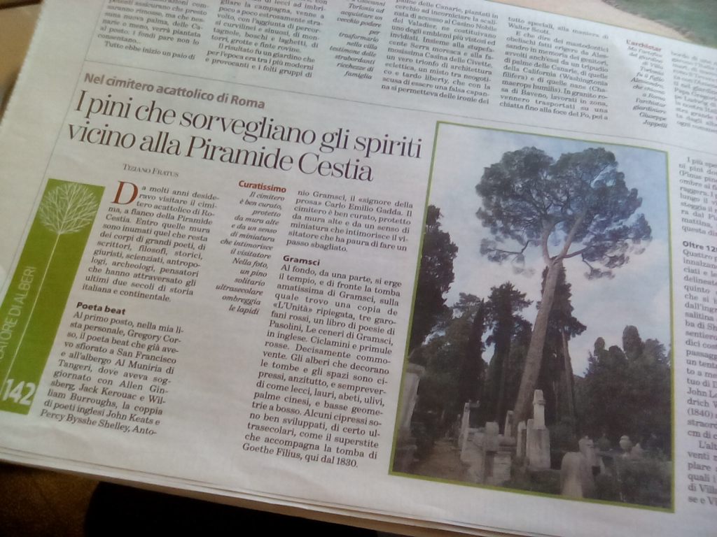 I pini del cimitero acattolico in&nbsp;Roma