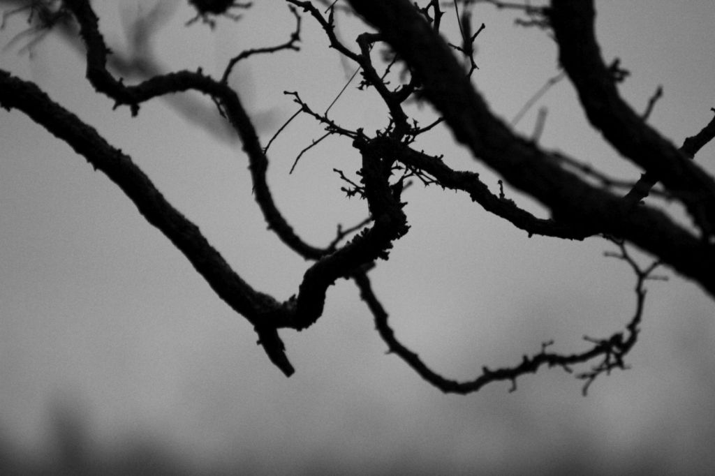 Poesia – Avvertenza ai&nbsp;naturalisti