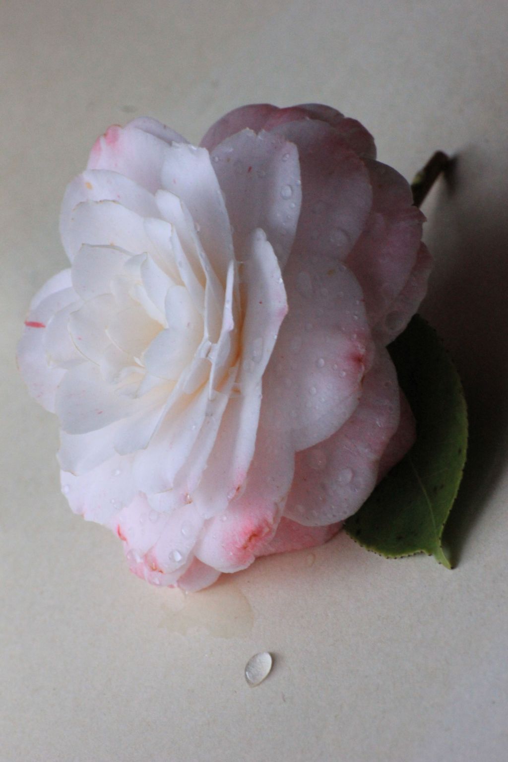 Serie Hortus – Nuovo&nbsp;scatto