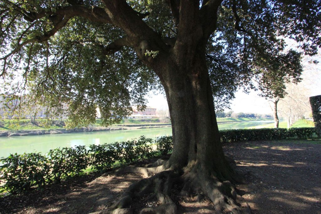 All’ombra dei lecci giganti del Parco delle Cascine a&nbsp;Firenze