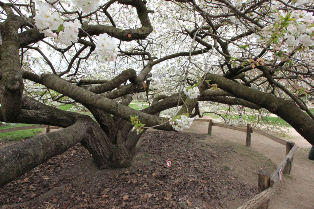 Il ciliegio del Monte Fuji al Jardin des Plantes di&nbsp;Parigi