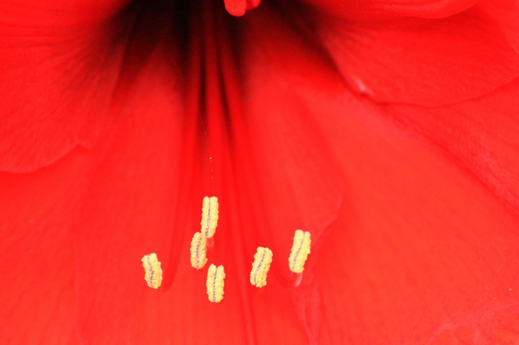 Hortus – Sei&nbsp;ideogrammi