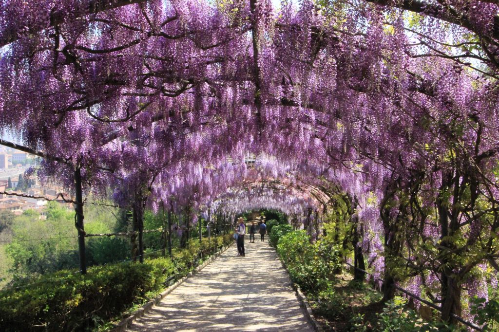 Il glicine in fiore di Villa&nbsp;Bardini