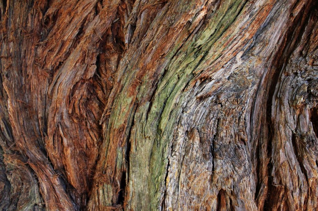 Campagna di alberografie