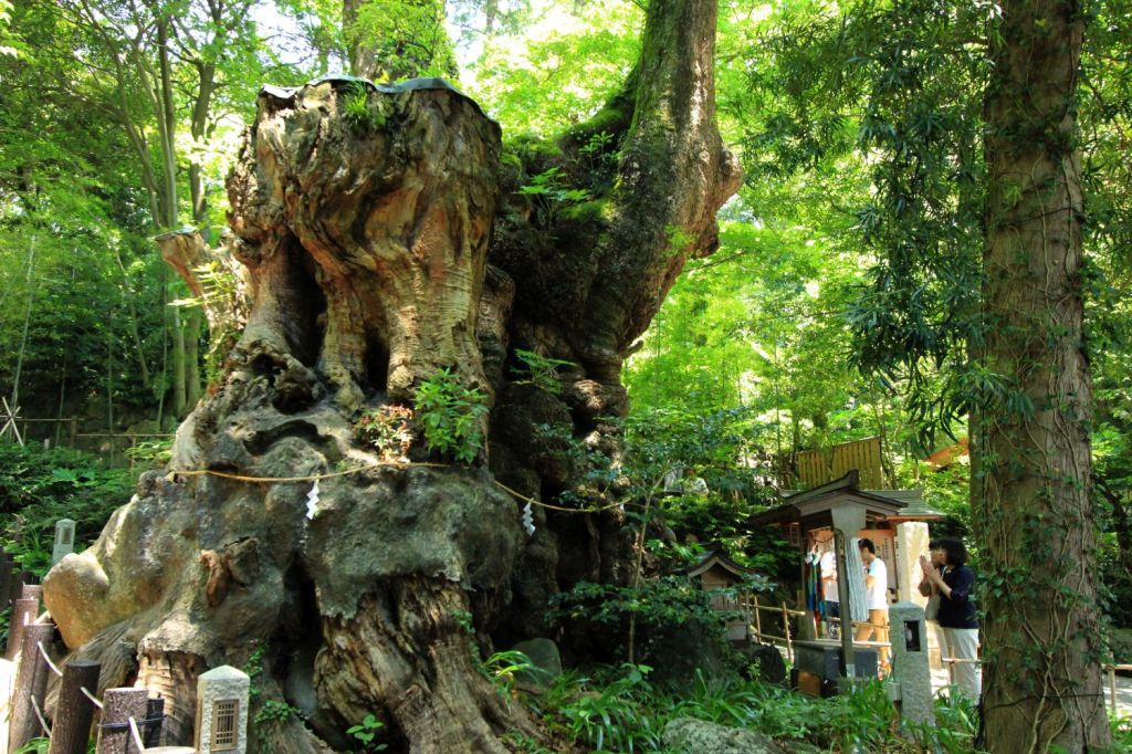 Homo Radix Nipporum – Portfolio&nbsp;#1