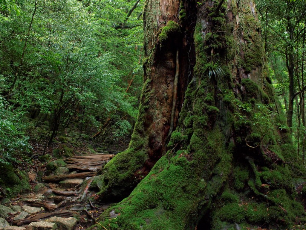 Homo Radix Nipporum&nbsp;12