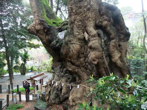 Homo Radix Nipporum&nbsp;4