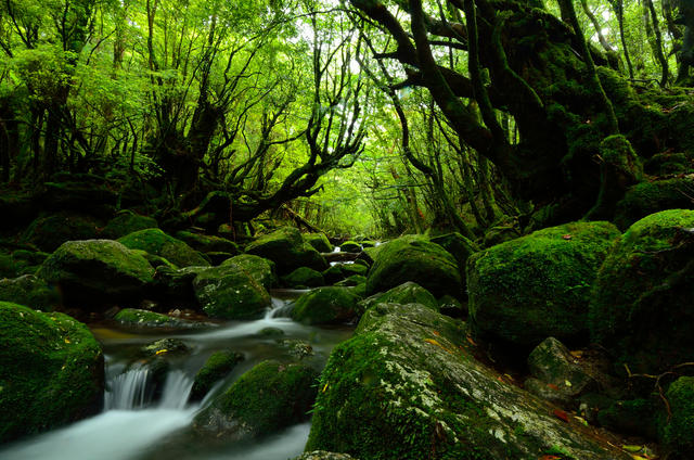 Homo Radix Nipporum&nbsp;13