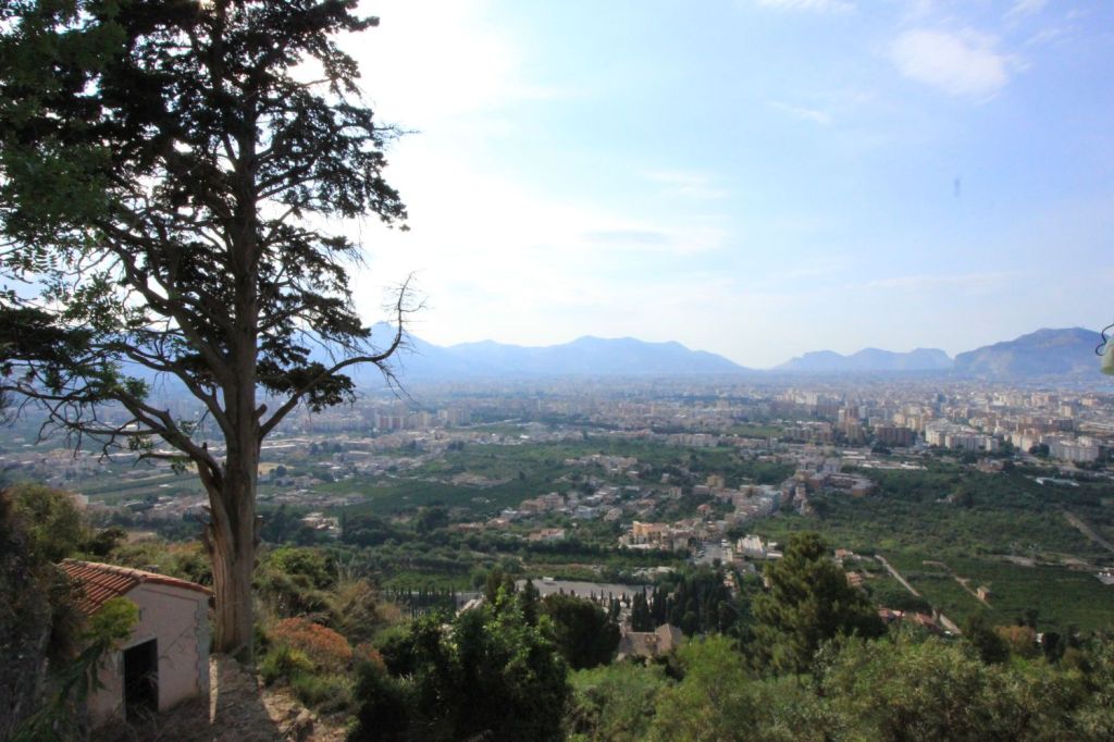 Oggi il cipresso eremita di Palermo su La&nbsp;Stampa