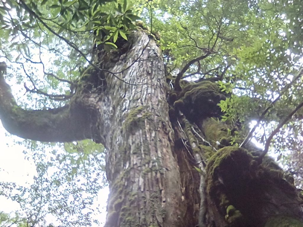 Homo Radix Nipporum&nbsp;14