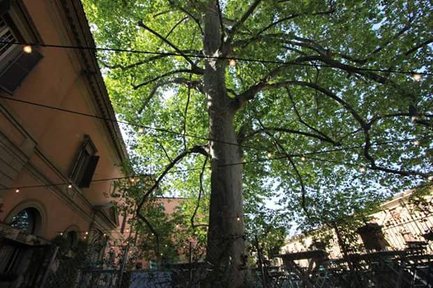 Il platano di Piazza&nbsp;Malpighi