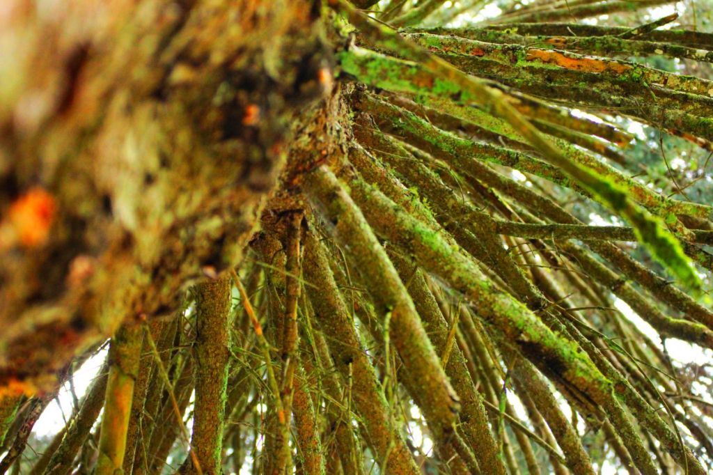 Atti di dendrosofia in Friuli, Veneto e&nbsp;Trentino